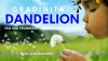 gradinita dandelion