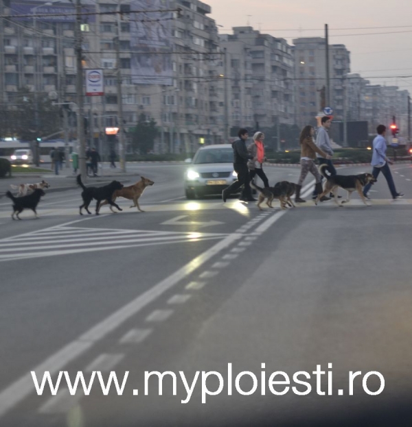 Modificari in amplasarea trecerilor de pietoni din zona Halelor Centrale.