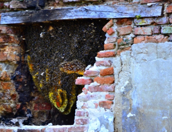 O uriasa colonie de albine a oprit azi lucrarile pe un santier - FOTO si VIDEO