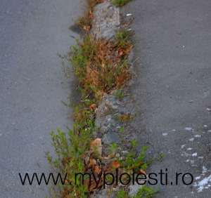 Bordurile montate anul trecut pe Soseaua Vestului s-au facut PRAF - FOTO