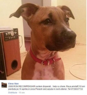 amstaff recompensa ploiesti