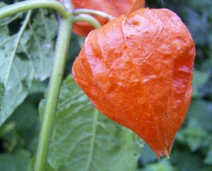 physalis, cireasa-de-pamant sau lampionul-chinezesc